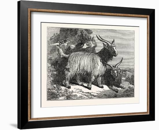 Kashmir Goats-null-Framed Giclee Print