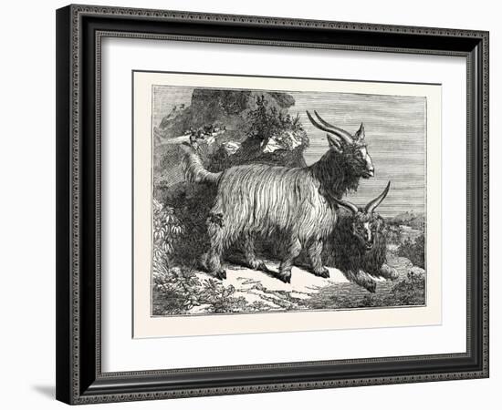 Kashmir Goats-null-Framed Giclee Print