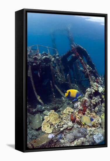 Kasi Maru Shipwreck And Fish-Georgette Douwma-Framed Premier Image Canvas