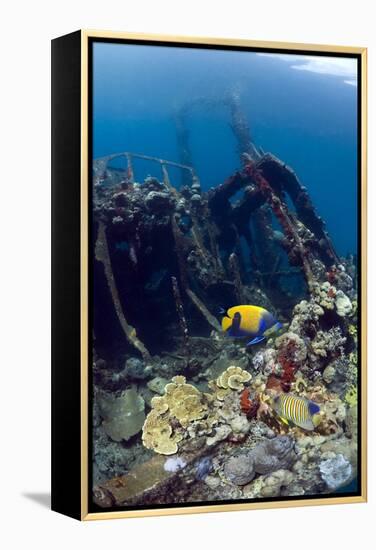 Kasi Maru Shipwreck And Fish-Georgette Douwma-Framed Premier Image Canvas