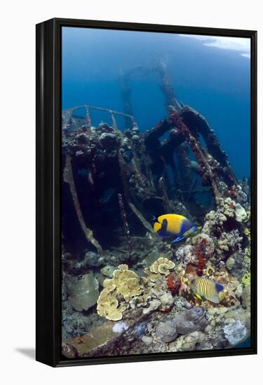 Kasi Maru Shipwreck And Fish-Georgette Douwma-Framed Premier Image Canvas