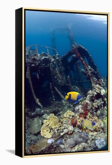 Kasi Maru Shipwreck And Fish-Georgette Douwma-Framed Premier Image Canvas