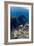 Kasi Maru Shipwreck And Fish-Georgette Douwma-Framed Photographic Print