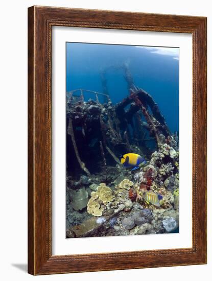 Kasi Maru Shipwreck And Fish-Georgette Douwma-Framed Photographic Print