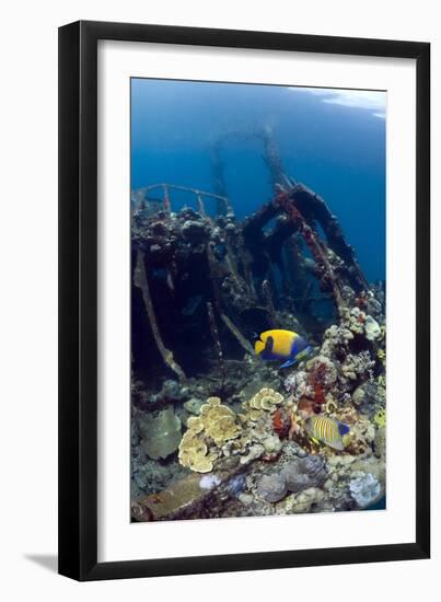 Kasi Maru Shipwreck And Fish-Georgette Douwma-Framed Photographic Print