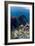 Kasi Maru Shipwreck And Fish-Georgette Douwma-Framed Photographic Print