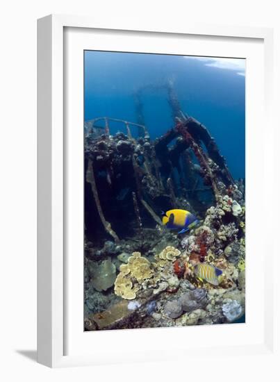 Kasi Maru Shipwreck And Fish-Georgette Douwma-Framed Photographic Print