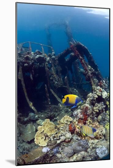 Kasi Maru Shipwreck And Fish-Georgette Douwma-Mounted Photographic Print