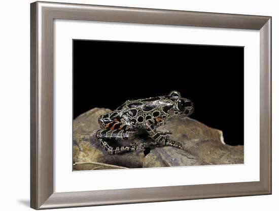 Kassina Maculata (Red-Legged Running Frog)-Paul Starosta-Framed Photographic Print