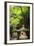 Kasuga-Taisha Shrine-Paul Dymond-Framed Photographic Print