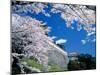 Kasumiga-Jo Castle and Cherry Blossoms-null-Mounted Photographic Print