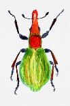 Knotweed Beetle or Gastrophysa Polygoni-Kata Botanical-Mounted Giclee Print