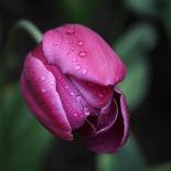 Purple Tulip-Katano Nicole-Photo