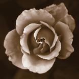 Rose - Sepia-Katano Nicole-Photo