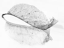 The Old Leaf-Katarina Holmström-Framed Premium Photographic Print