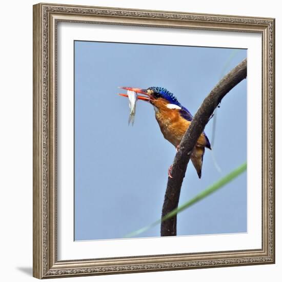 Katavi National Park, A Malachite Kingfisher with a Small Fish Caught in the Katuma River, Tanzania-Nigel Pavitt-Framed Photographic Print