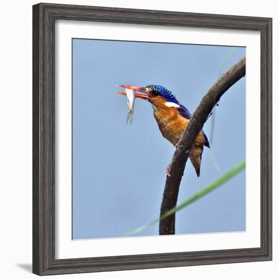 Katavi National Park, A Malachite Kingfisher with a Small Fish Caught in the Katuma River, Tanzania-Nigel Pavitt-Framed Photographic Print