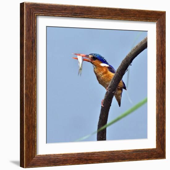 Katavi National Park, A Malachite Kingfisher with a Small Fish Caught in the Katuma River, Tanzania-Nigel Pavitt-Framed Photographic Print