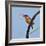 Katavi National Park, A Malachite Kingfisher with a Small Fish Caught in the Katuma River, Tanzania-Nigel Pavitt-Framed Photographic Print