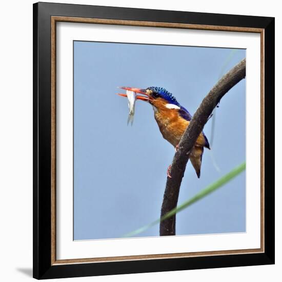 Katavi National Park, A Malachite Kingfisher with a Small Fish Caught in the Katuma River, Tanzania-Nigel Pavitt-Framed Photographic Print