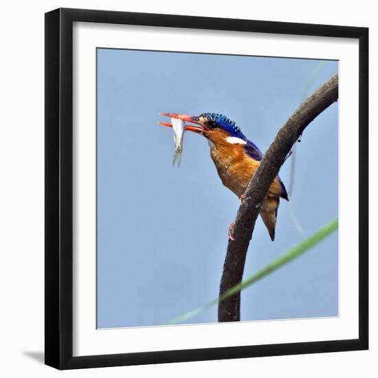 Katavi National Park, A Malachite Kingfisher with a Small Fish Caught in the Katuma River, Tanzania-Nigel Pavitt-Framed Photographic Print