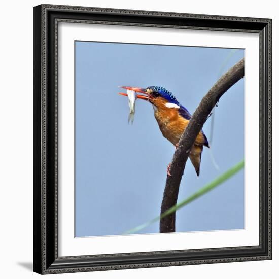 Katavi National Park, A Malachite Kingfisher with a Small Fish Caught in the Katuma River, Tanzania-Nigel Pavitt-Framed Photographic Print