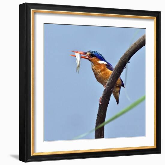 Katavi National Park, A Malachite Kingfisher with a Small Fish Caught in the Katuma River, Tanzania-Nigel Pavitt-Framed Photographic Print