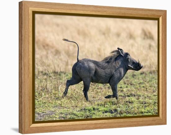 Katavi National Park, A Warthog Runs with its Tail in the Air, Tanzania-Nigel Pavitt-Framed Premier Image Canvas
