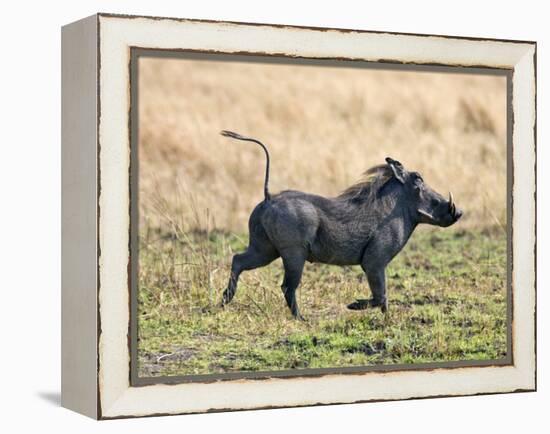 Katavi National Park, A Warthog Runs with its Tail in the Air, Tanzania-Nigel Pavitt-Framed Premier Image Canvas