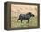 Katavi National Park, A Warthog Runs with its Tail in the Air, Tanzania-Nigel Pavitt-Framed Premier Image Canvas