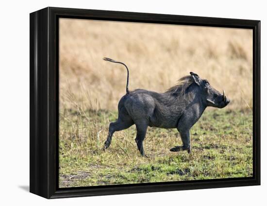 Katavi National Park, A Warthog Runs with its Tail in the Air, Tanzania-Nigel Pavitt-Framed Premier Image Canvas