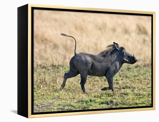 Katavi National Park, A Warthog Runs with its Tail in the Air, Tanzania-Nigel Pavitt-Framed Premier Image Canvas