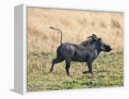 Katavi National Park, A Warthog Runs with its Tail in the Air, Tanzania-Nigel Pavitt-Framed Premier Image Canvas