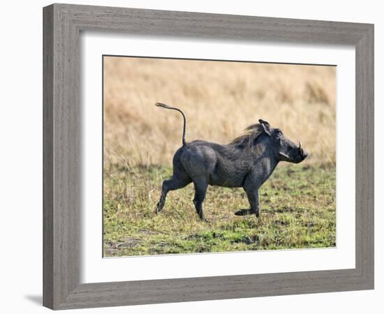 Katavi National Park, A Warthog Runs with its Tail in the Air, Tanzania-Nigel Pavitt-Framed Photographic Print