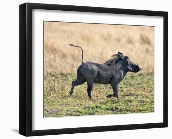 Katavi National Park, A Warthog Runs with its Tail in the Air, Tanzania-Nigel Pavitt-Framed Photographic Print