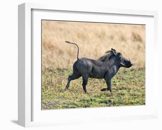 Katavi National Park, A Warthog Runs with its Tail in the Air, Tanzania-Nigel Pavitt-Framed Photographic Print