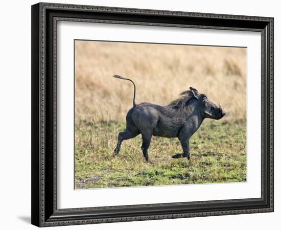 Katavi National Park, A Warthog Runs with its Tail in the Air, Tanzania-Nigel Pavitt-Framed Photographic Print