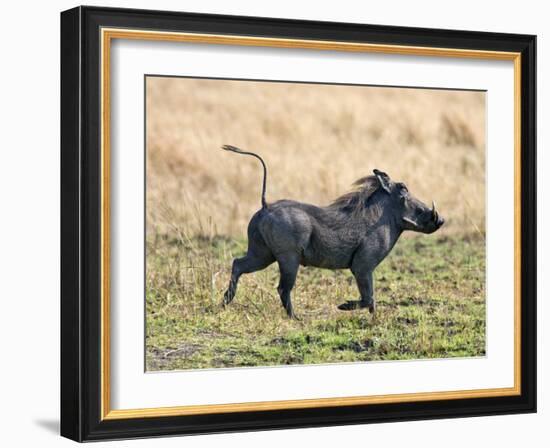 Katavi National Park, A Warthog Runs with its Tail in the Air, Tanzania-Nigel Pavitt-Framed Photographic Print