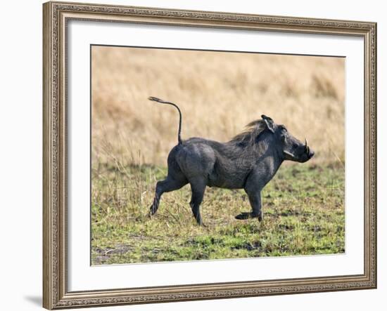 Katavi National Park, A Warthog Runs with its Tail in the Air, Tanzania-Nigel Pavitt-Framed Photographic Print