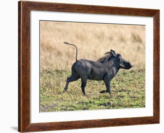 Katavi National Park, A Warthog Runs with its Tail in the Air, Tanzania-Nigel Pavitt-Framed Photographic Print