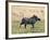 Katavi National Park, A Warthog Runs with its Tail in the Air, Tanzania-Nigel Pavitt-Framed Photographic Print