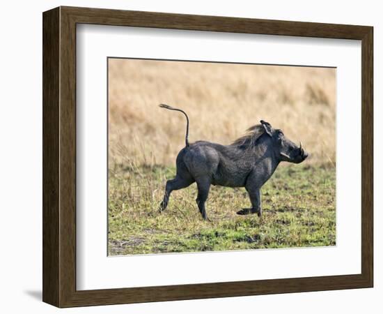 Katavi National Park, A Warthog Runs with its Tail in the Air, Tanzania-Nigel Pavitt-Framed Photographic Print