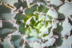 Close up of Beautiful Everegreen Echeveria Succulent.-Kate Babiy-Photographic Print