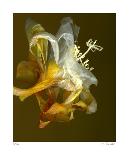 Botanical 13-Kate Blacklock-Framed Limited Edition