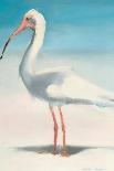 Flamingo Pose-Kathleen Broaderick-Framed Art Print