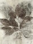 Birch Leaves II-Kathryn Phillips-Art Print