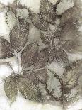 Dogwood Leaves III-Kathryn Phillips-Art Print