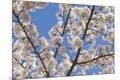 Premium Photographic Print