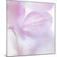 Premium Photographic Print