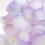 Pink Hydrangea II-Kathy Mahan-Photographic Print